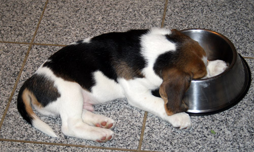 Beaglewelpen sind immer hungrig. Hier schläft einer im Hundenapf